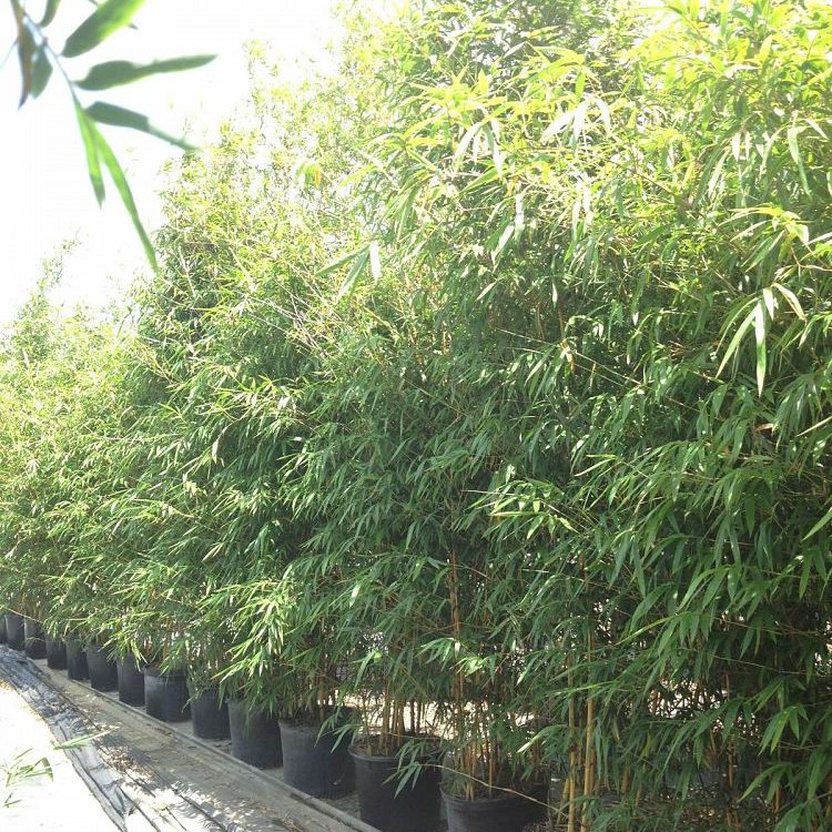 Asian Lemon Bamboo