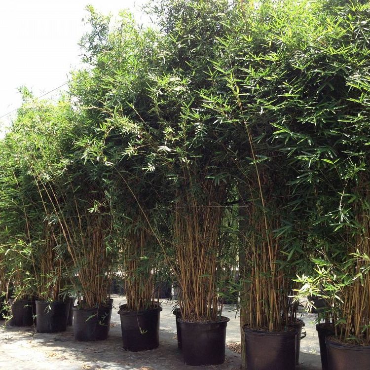 Bamboo Privacy Install Price