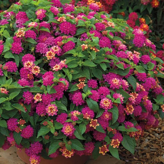 South Florida Butterfly Gardens Bandito™ Lantana