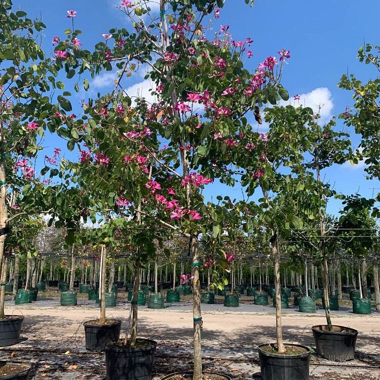 Bauhinia-x-blakeana-Hong-Kong-Orchid