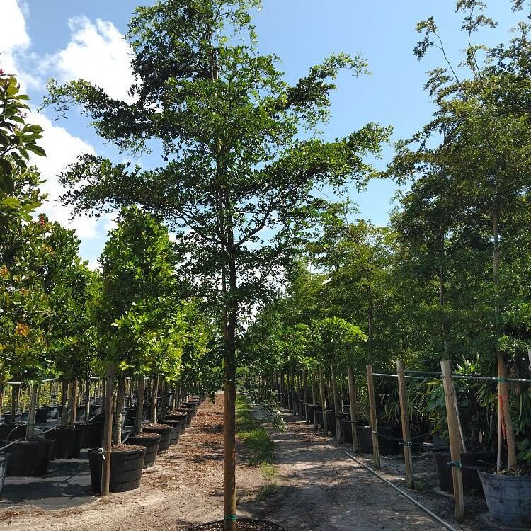 Black-Olive-Shady-Lady