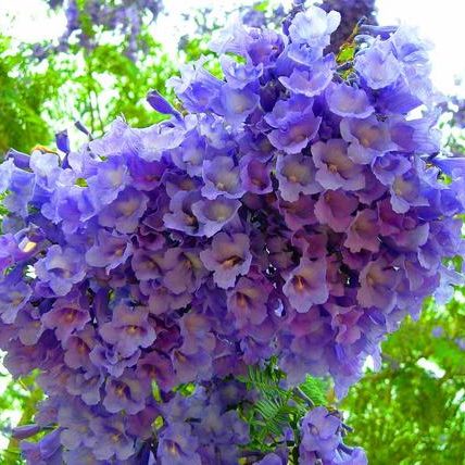 Bonsai Blue Jacaranda