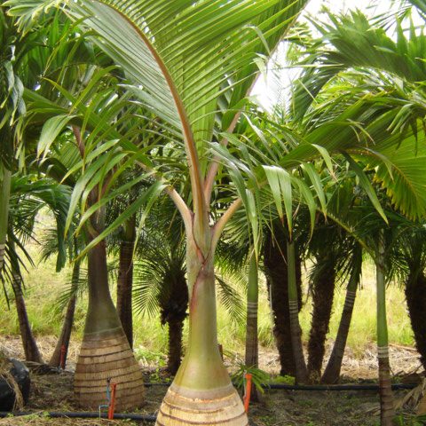 Bottle Palm 6-8 Ft.