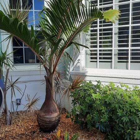 Bottle Palm Florida Fancy