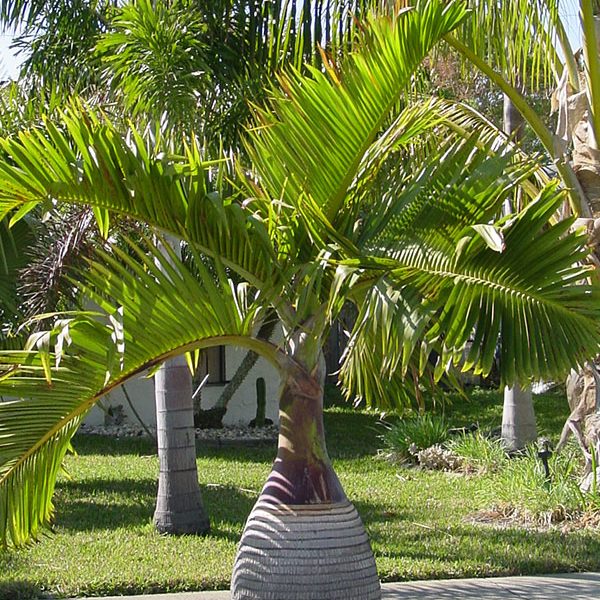 Bottle Palm