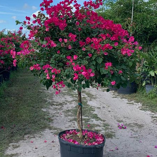 Bougainvillea-Barbara-Karst