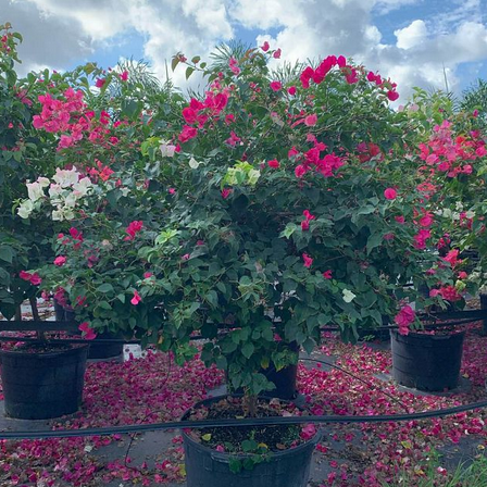 Bougainvillea-Multi-Color-Standard