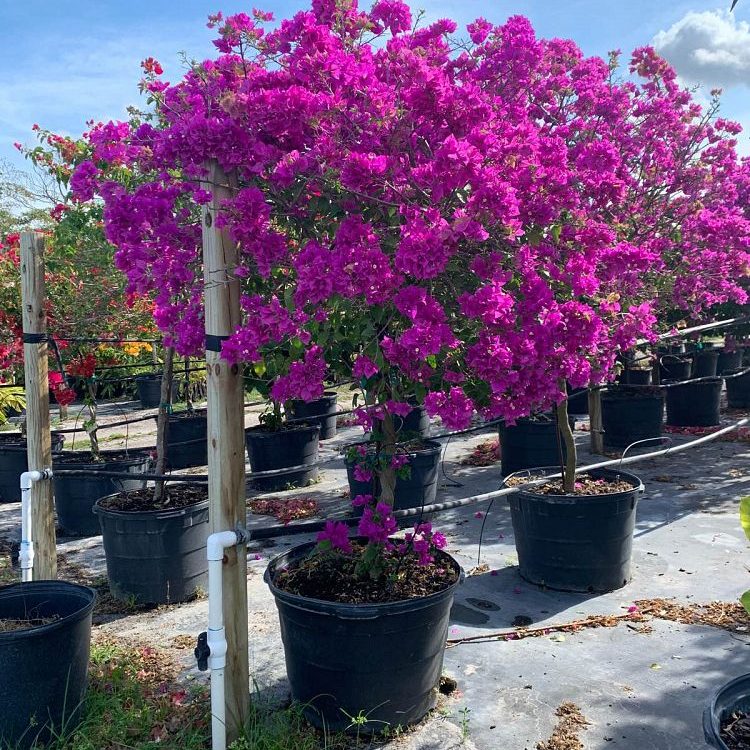 Bougainvillea 'New River'