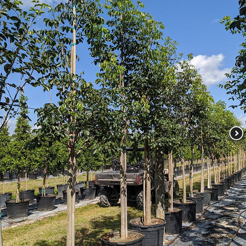 Bursera-simaruba-Gumbo-Limbo