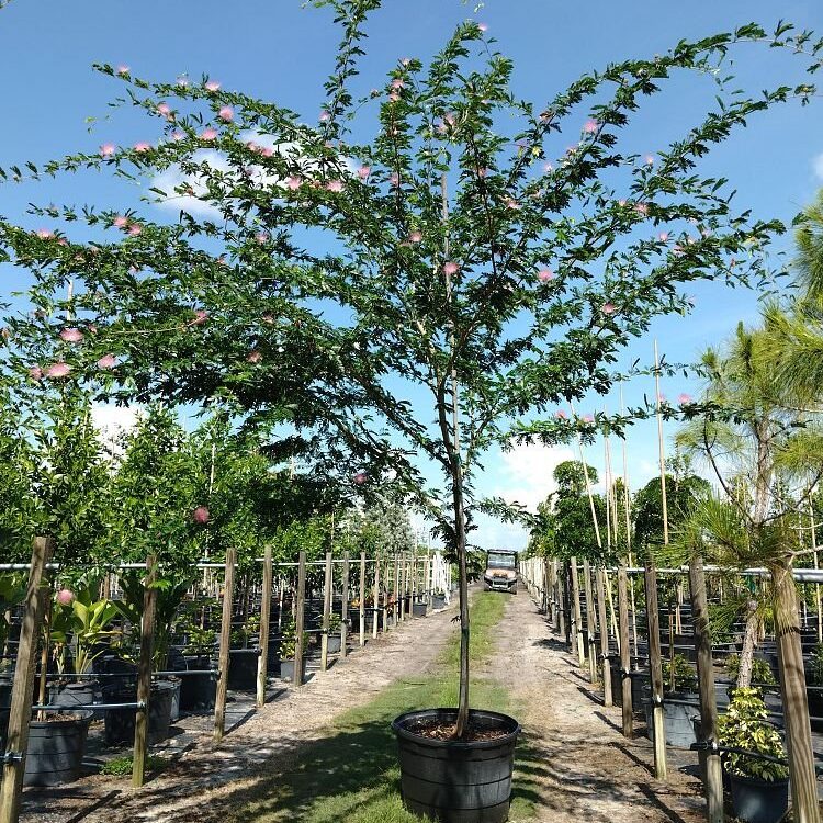 Calliandra-riparia-Rose-Cascade-Pink-Powder-Puff