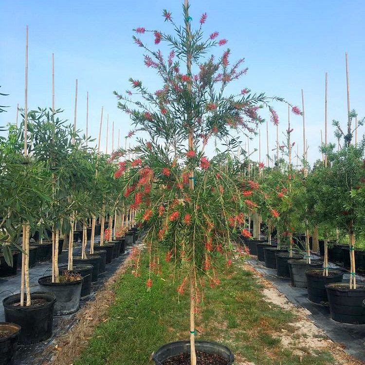 Weeping Bottle Brush