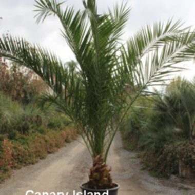 Canary Island Date Palm