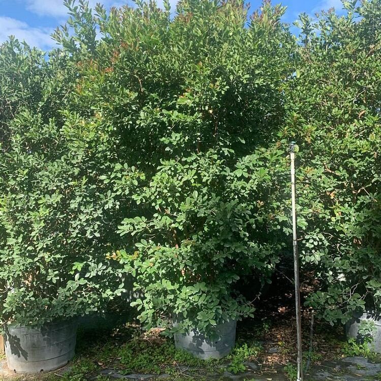 Cattley-Guava-Strawberry-Guava