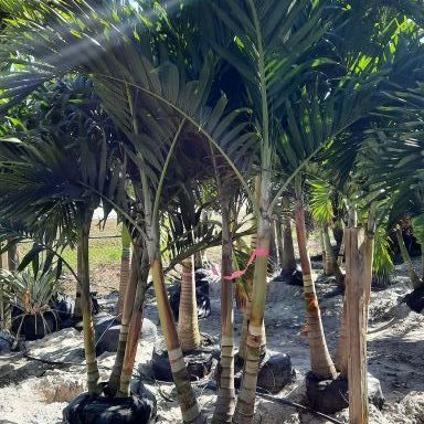 Christmas Palm 16 ft.