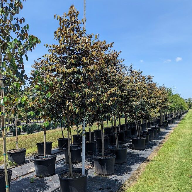 Chrysophyllum-oliviforme-Satin-Leaf-Tree