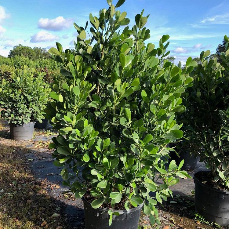 Clusia Hedge 6ft Price