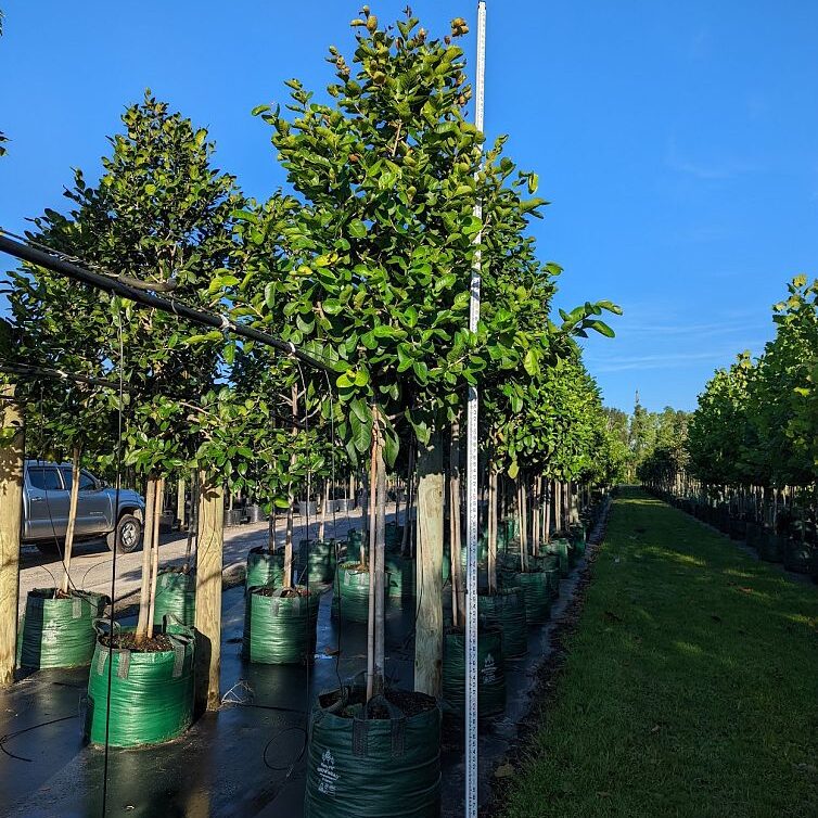 Coccoloba-diversifolia-Pigeon-Plum