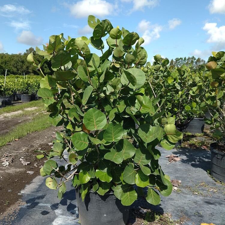 Coccoloba-uvifera-Sea-Grape-Seagrape