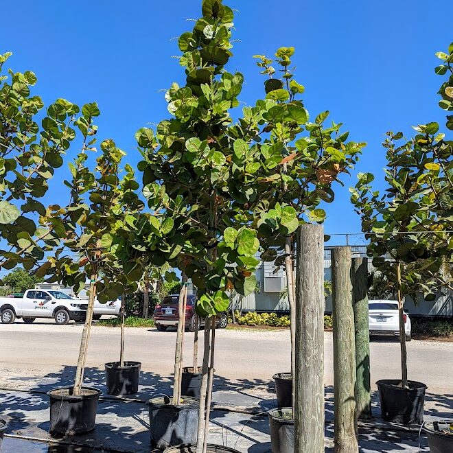 Coccoloba-uvifera-Sea-Grape-Tree