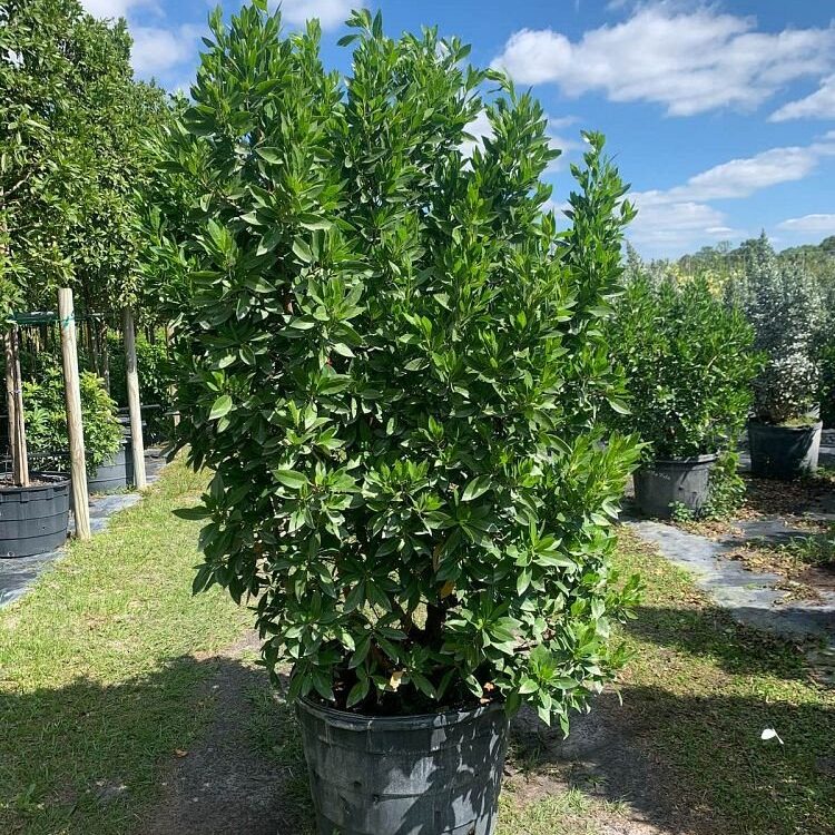 Conocarpus-erectus-Green-Buttonwood-Shrub
