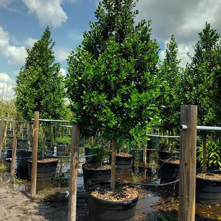 Conocarpus-erectus-Green-Buttonwood