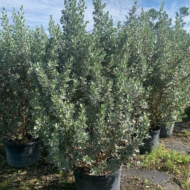 Conocarpus-erectus-Sericeus-Silver-Buttonwood-Shrub