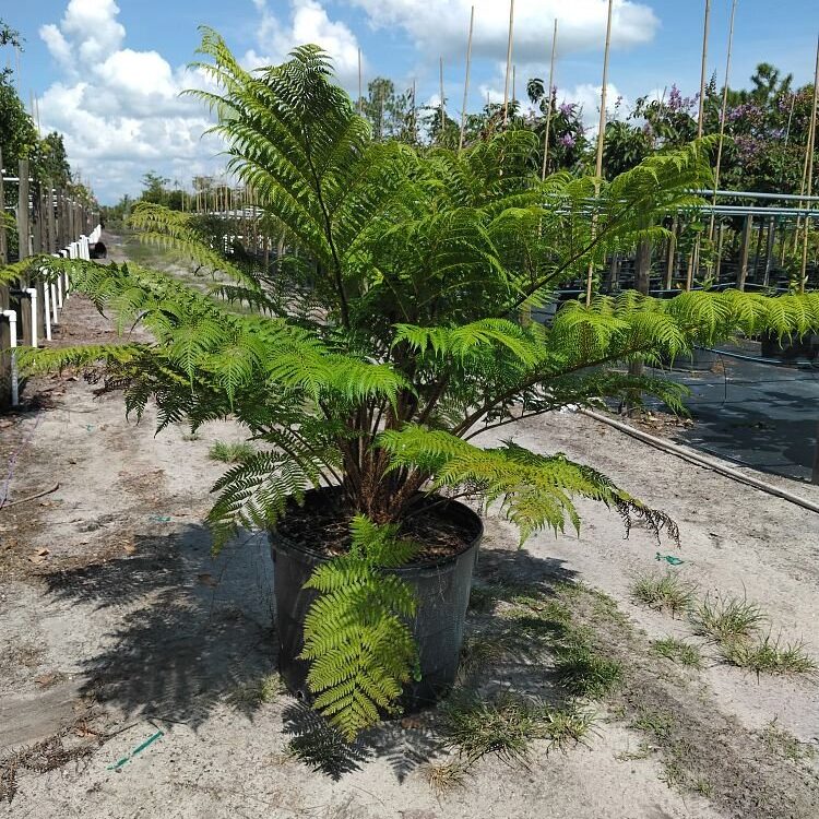 Cyathea-cooperi-Australian-Tree-Fern