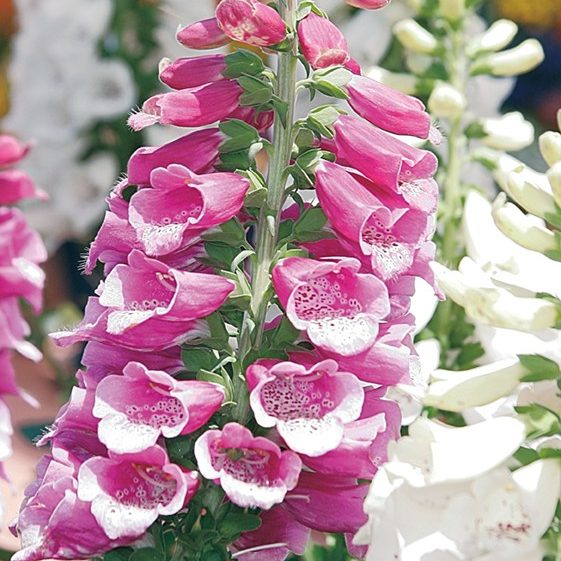 South Florida Butterfly Gardens Dalmatian Purple Foxglove
