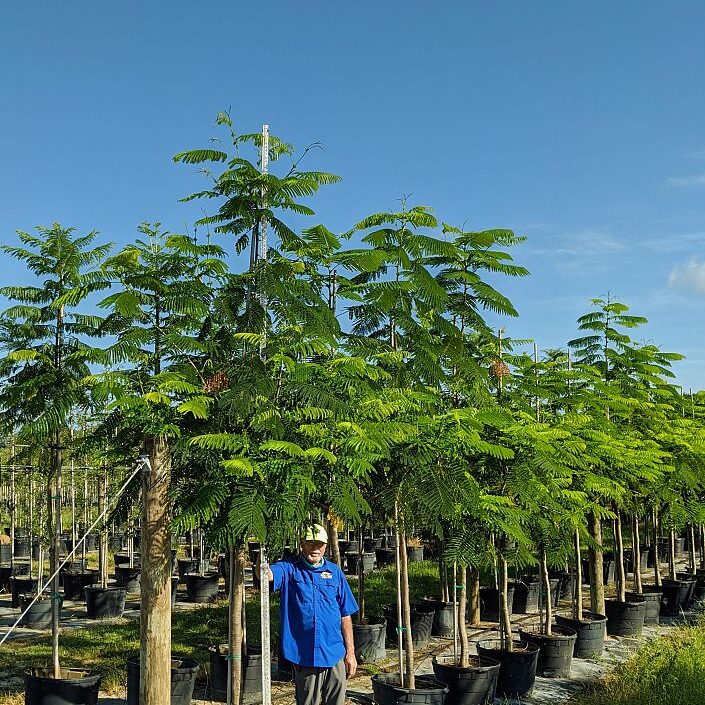 Delonix-regia-Royal-Poinciana-Flamboyant-Tree-Flame-Tree