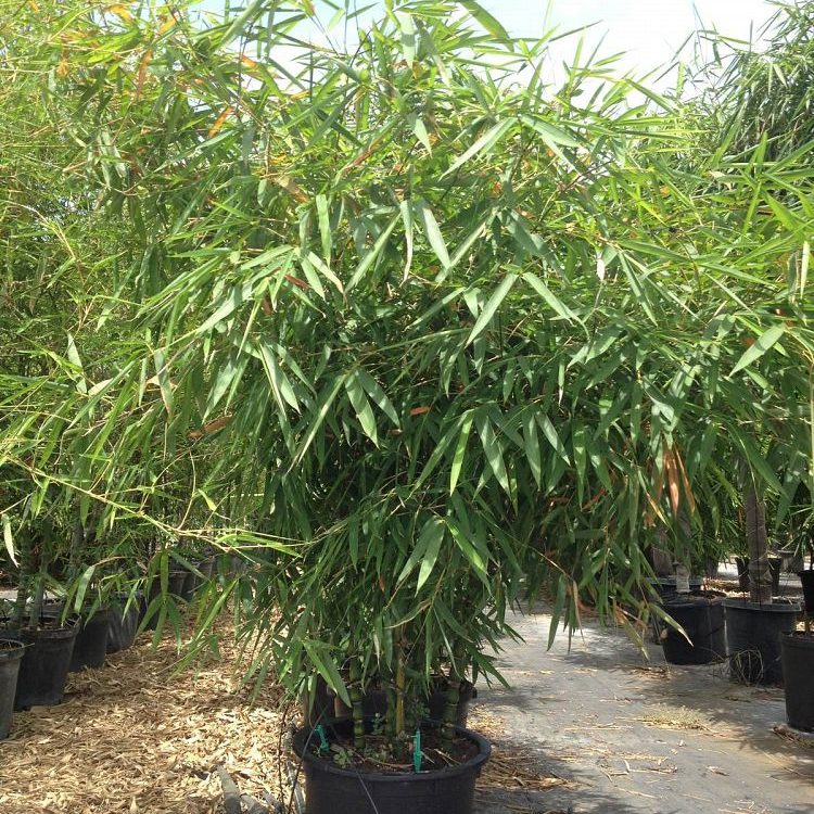 Dwarf Buddha Belly Bamboo