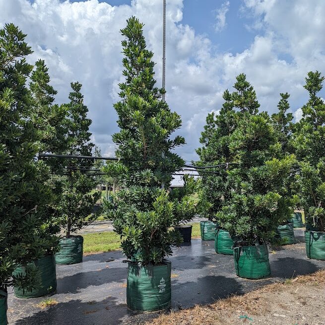 Elaeocarpus-decipiens-Japanese-Blueberry