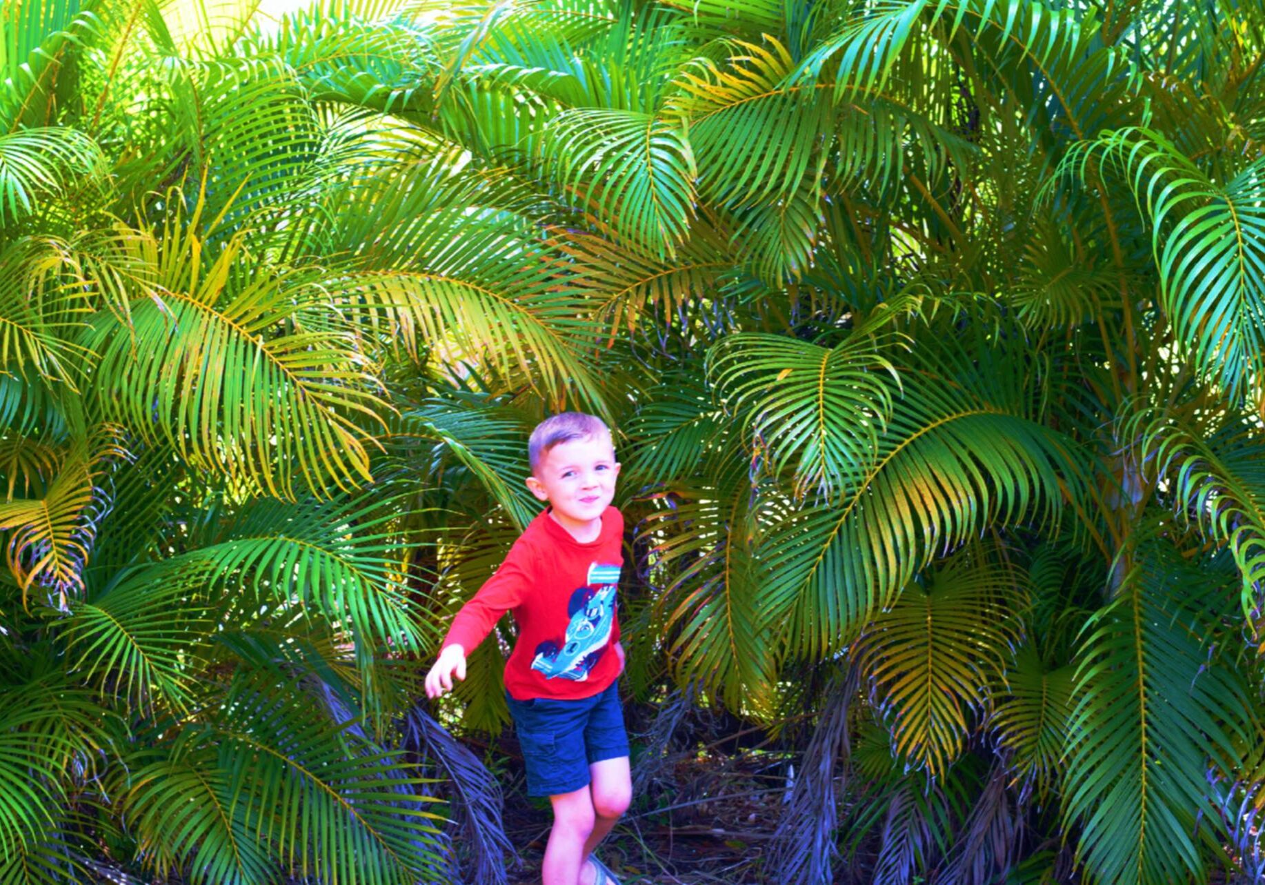 Evergreen Privacy Screening