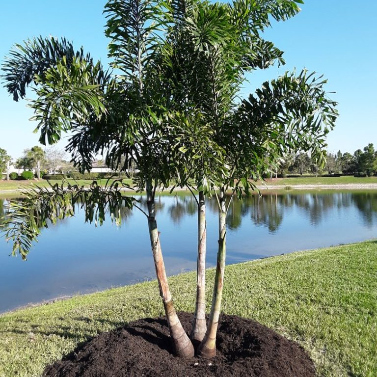 Foxtail Palm Triple 12-16 ft.