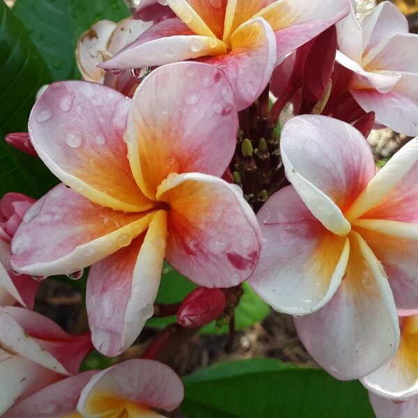 Frangipani-Tree-Flower-1
