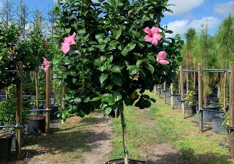 Hibiscus rosa-sinensis 'Seminole Pink'