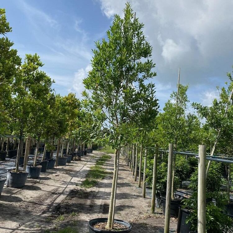 Ilex-cassine-Dahoon-Holly-Cassine-Holly