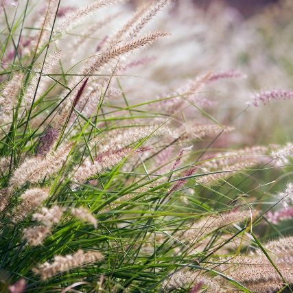 South Florida Butterfly Gardens Karley Rose Oriental Fountain Grass