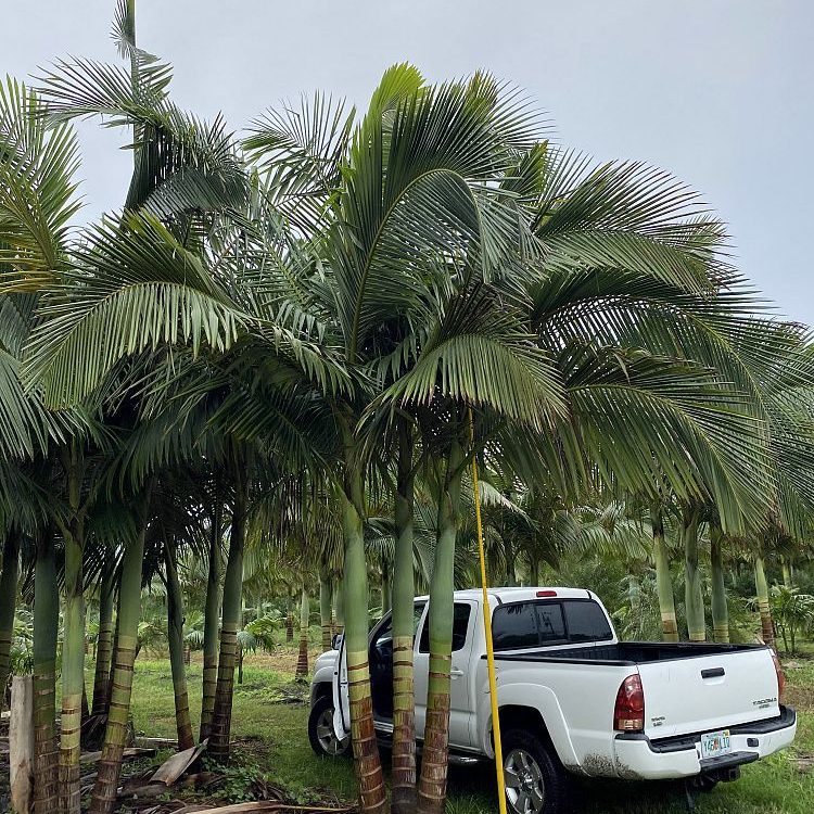 King Alexander Triple 20ft. Install Price