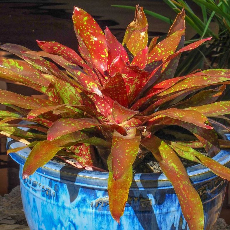 Lanai Ceramic & Stone Planters