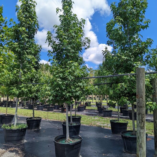 Liquidambar-styraciflua-American-Sweetgum