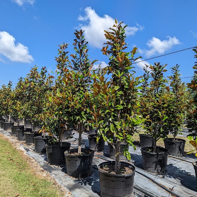 Magnolia-grandiflora-Brackens-Brown-Beauty-Southern-Magnolia