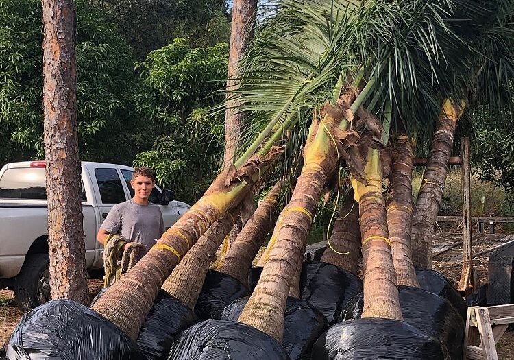 Maypan Coconut Palm Tree 6 - 8 ft GW