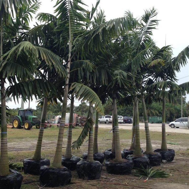 Montgomery Palm Install Price