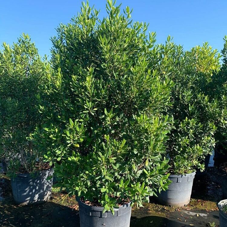 Myrsine-cubana-Myrsine-Colicwood