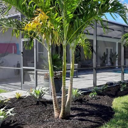 Naples Christmas Palm Pricing