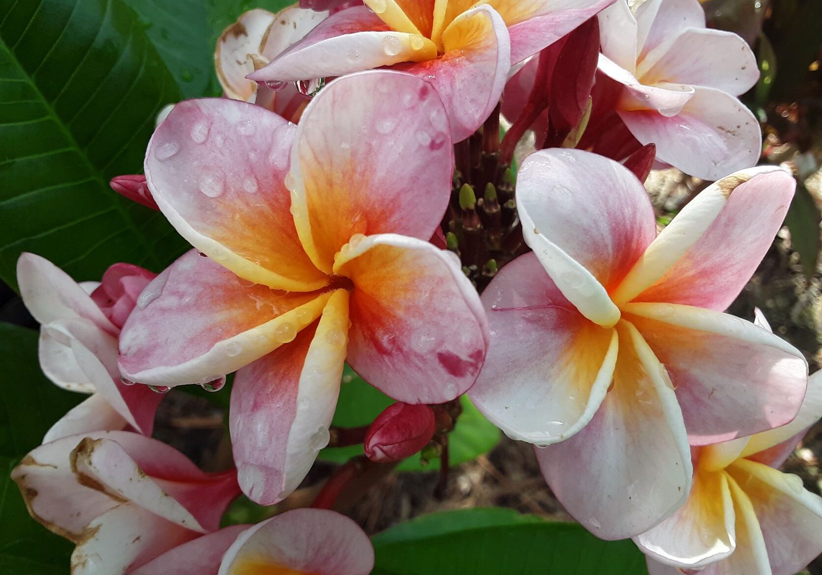 Naples Flower Landscaping