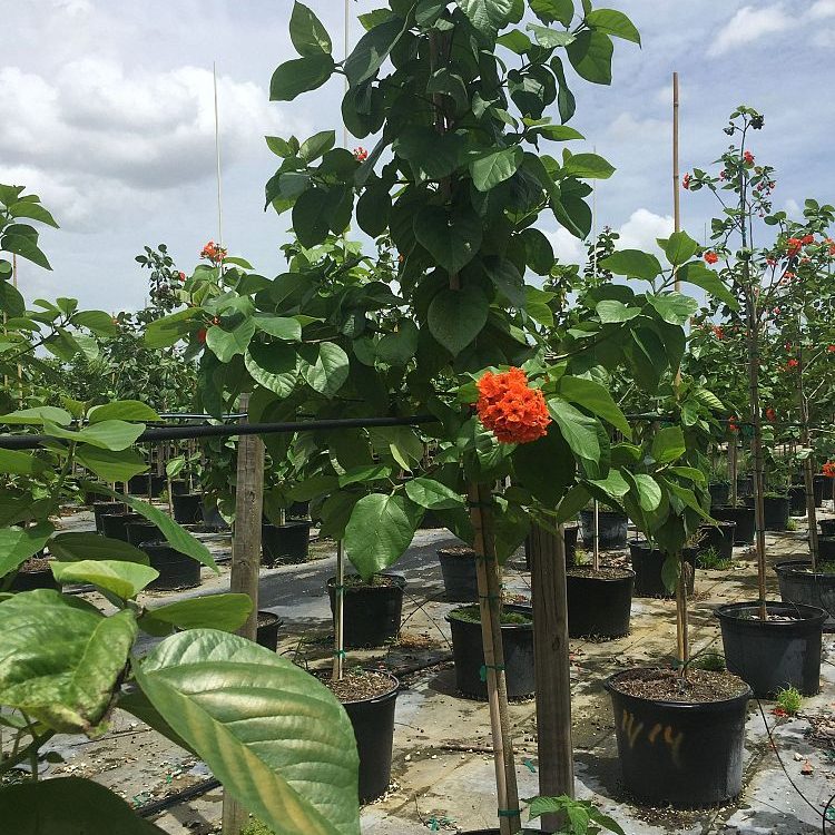Orange Geiger Tree