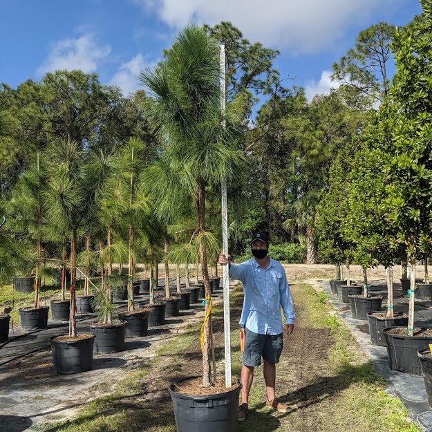 Pinus-elliottii-Slash-Pine