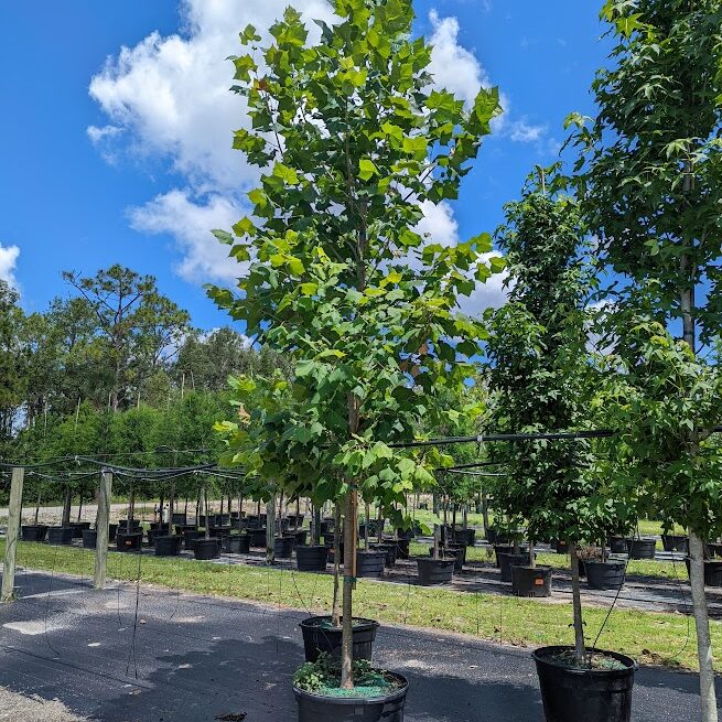 Platanus-occidentalis-American-sycamore