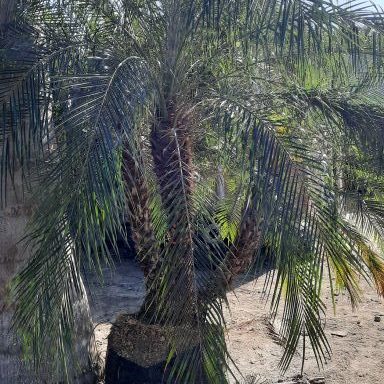 Pygmy Date 6-8 ft. Palm Install Price